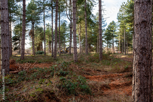 Beautiful shot of trees in Doncaster Moto Park in Doncaster, South Yorkshire, England photo