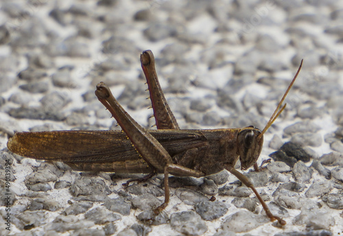 Close-up shot of Anacridium aegyptium sitting on the ground photo
