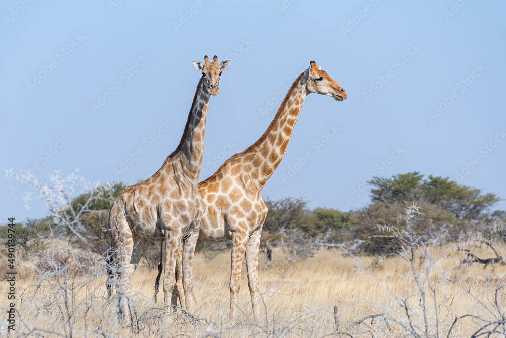 Obraz premium Couple of Southern Giraffes (Giraffa camelopardalis angolensis) in the bush, Etosha national park, Namibia