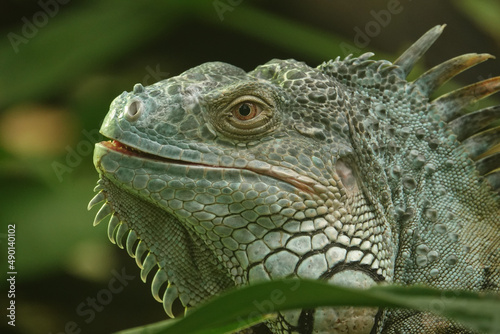 Common large iguana lizard photo