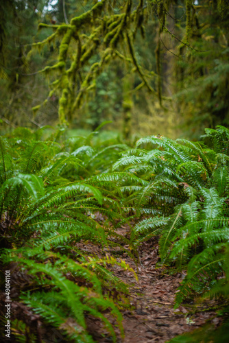 fern in the forest