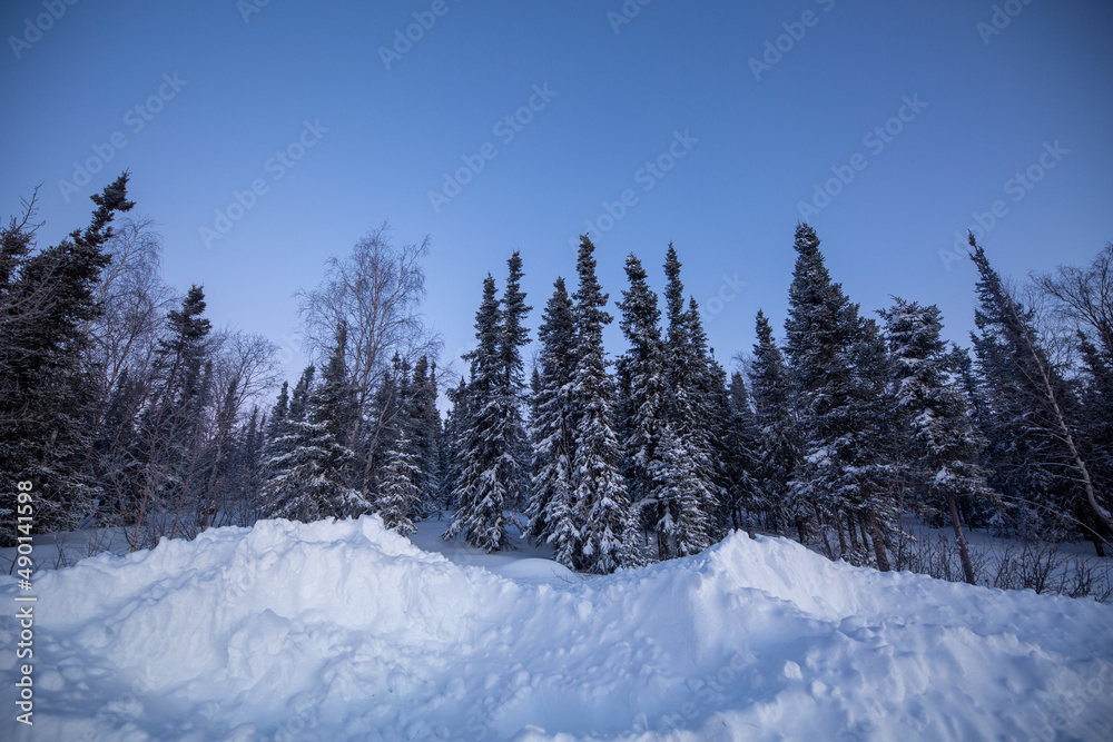 Obraz premium snow covered trees