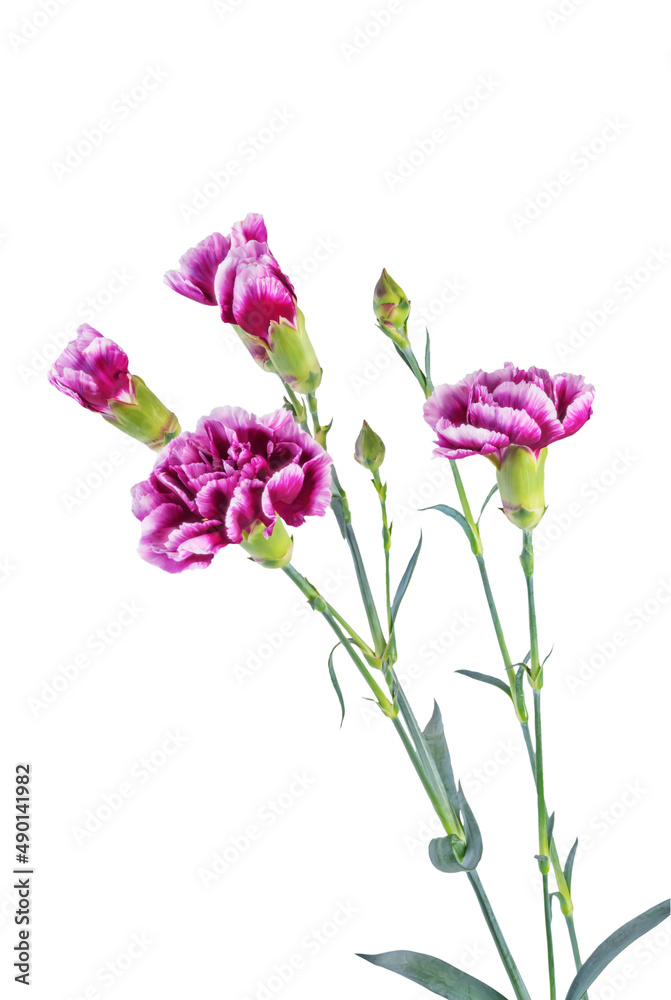 Fototapeta premium Fresh flowers carnation on a white isolated background