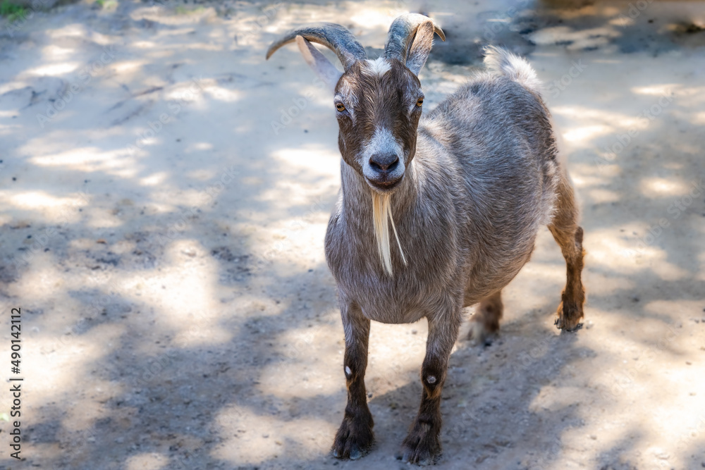 Obraz premium White-brown goat looks at the photographer friendly