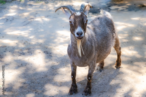 Fototapeta Naklejka Na Ścianę i Meble -  White-brown goat looks at the photographer friendly
