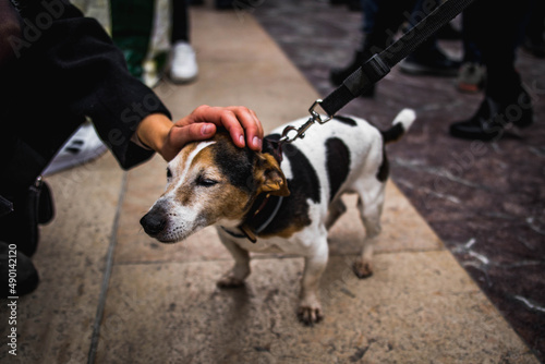 Tender Image of a Small White Dog with Black and Brown Spots Being Petted by a Hand on the Street