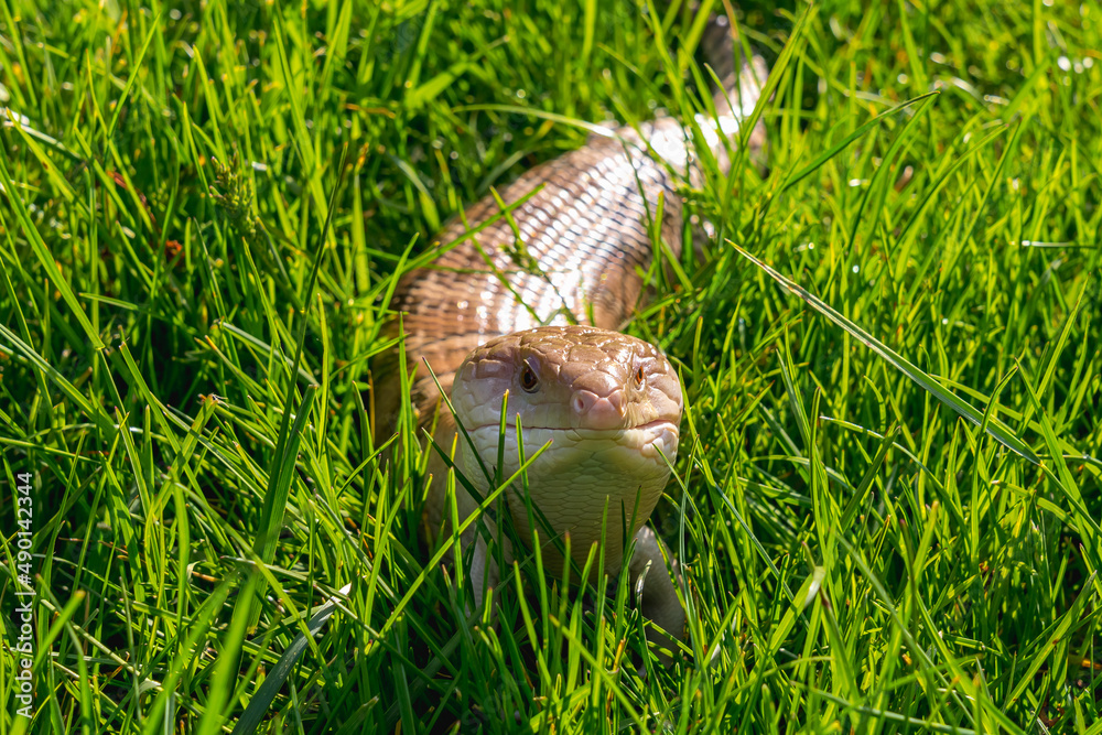 Obraz premium Skink lizard (family Scincidae) in the grass close up front