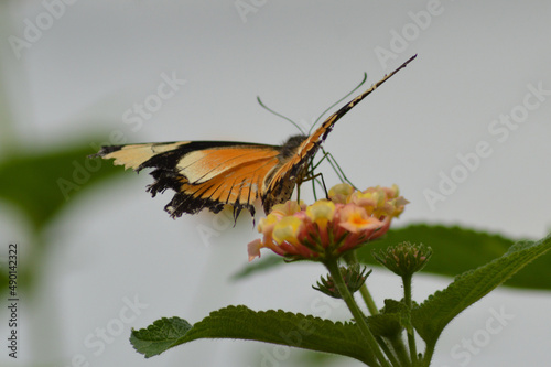 Closeup of a Mocker swallowtail butterfly on a flower in a field with a blurry background photo