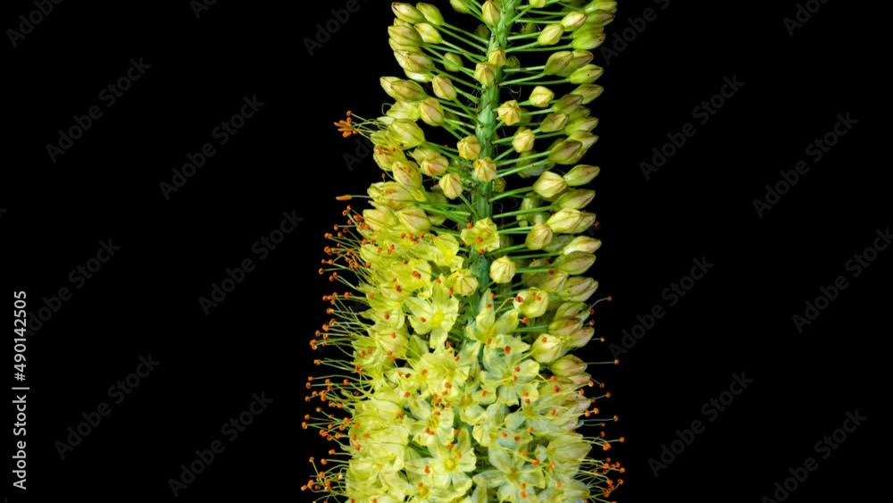 Yellow Flower Eremurus Blooming in Time Lapse on a Black Background. Foxtail Lily or Eremurus Stenophyllus Yellow Flower Eremurus Blooming in Time Lapse on a Black Background. Foxtail Lily or Eremurus Stenophyllus
