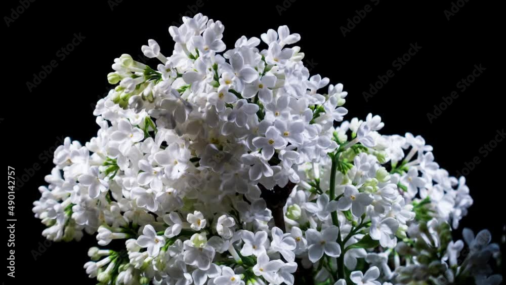 White Lilac Flowers Bloom In Time Lapse on a Black Background. Beautiful Fragrant Opening Flower Close up as Nature Blooming Backdrop. Wilting Flower White Lilac Flowers Bloom In Time Lapse on a Black Background. Beautiful Fragrant Opening Flower Close up as Nature Blooming Backdrop. Wilting Flower