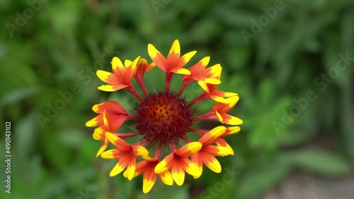 Garden perennial flower Gaylardia with a bee. On a flower bed near the house on a sunny day. High quality 4k footage photo