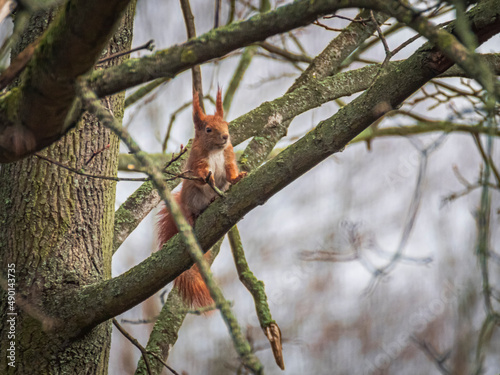Squirrel on branch © joergneufeld