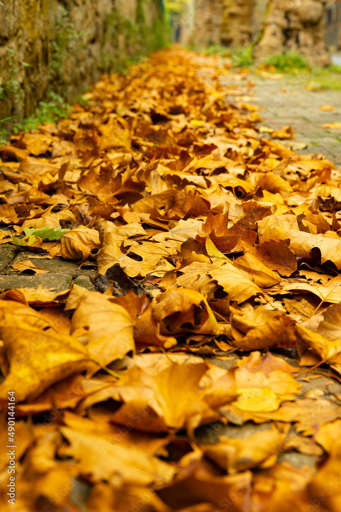 Autumn background. Brown fallen leaves on the road Autumn background. Brown fallen leaves on the road