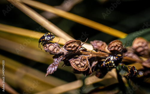 Macro shot of insects photo