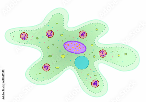 Amoeba structure. Green transparent anatomy. Blank, clean cartoon draw illustration. Colored parts, pseudopodia, nucleus, food vacuole. White back. Vector photo