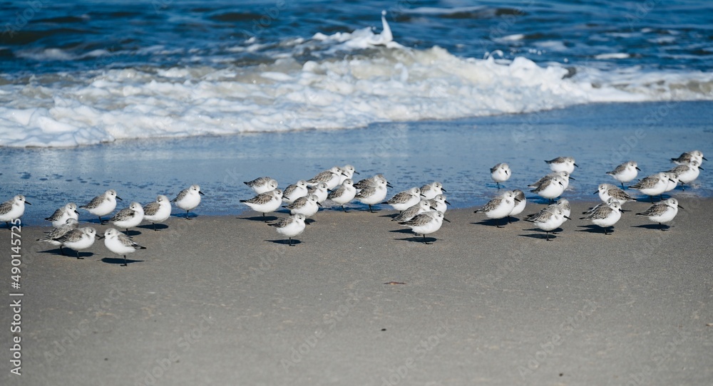 Beachrunner Birds in At the Beach in Sylt Beachrunner Birds in At the Beach in Sylt