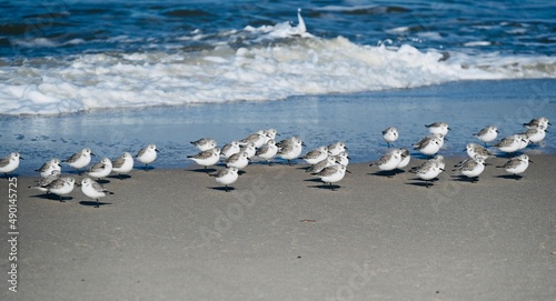 Beachrunner Birds in At the Beach in Sylt