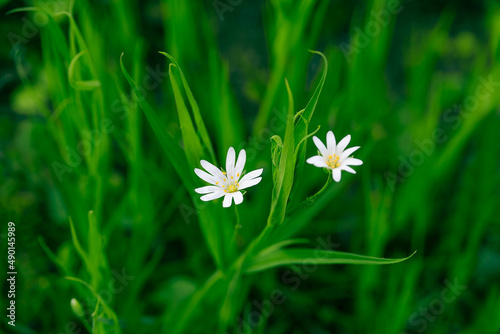 white flower in grass