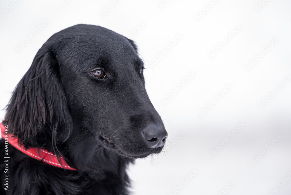 Hundeportrait schwarzer Familienhund Hundeportrait schwarzer Familienhund