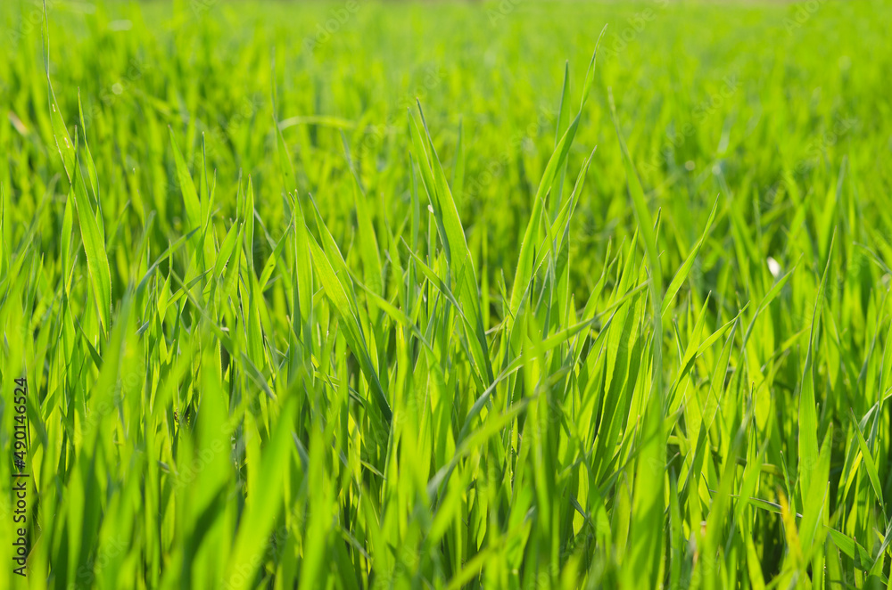 Background of the green grass in summer meadow field close up. Natural backgrounds and textures. Abstract. Rural scene Background of the green grass in summer meadow field close up. Natural backgrounds and textures. Abstract. Rural scene