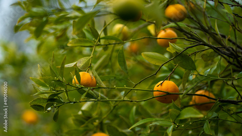 fruta árvore tangerina photo