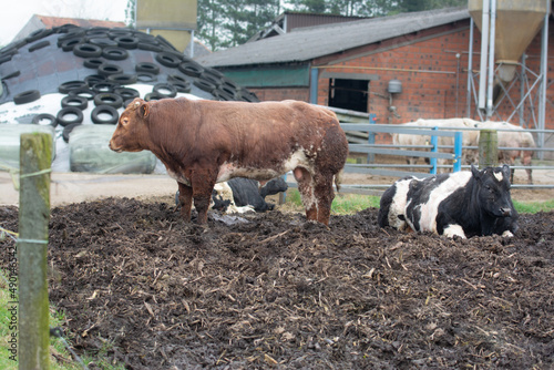 Bulls of the Belgian white blue breed cattle at the farm