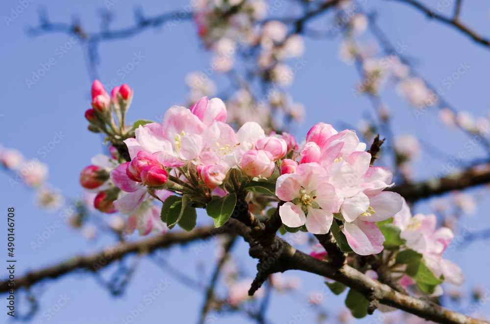 Top view of blooming pink apple tree, branch with flowers in spring. Landscape. Rural scene. Cherry tree. Natural and season backgrounds. Top view of blooming pink apple tree, branch with flowers in spring. Landscape. Rural scene. Cherry tree. Natural and season backgrounds.