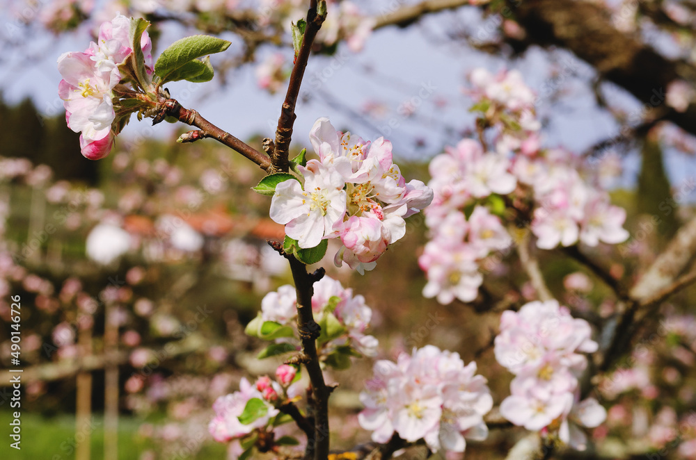 Obraz premium Top view of blooming pink apple tree, branch with flowers in spring. Landscape. Rural scene. Cherry tree. Natural and season backgrounds.