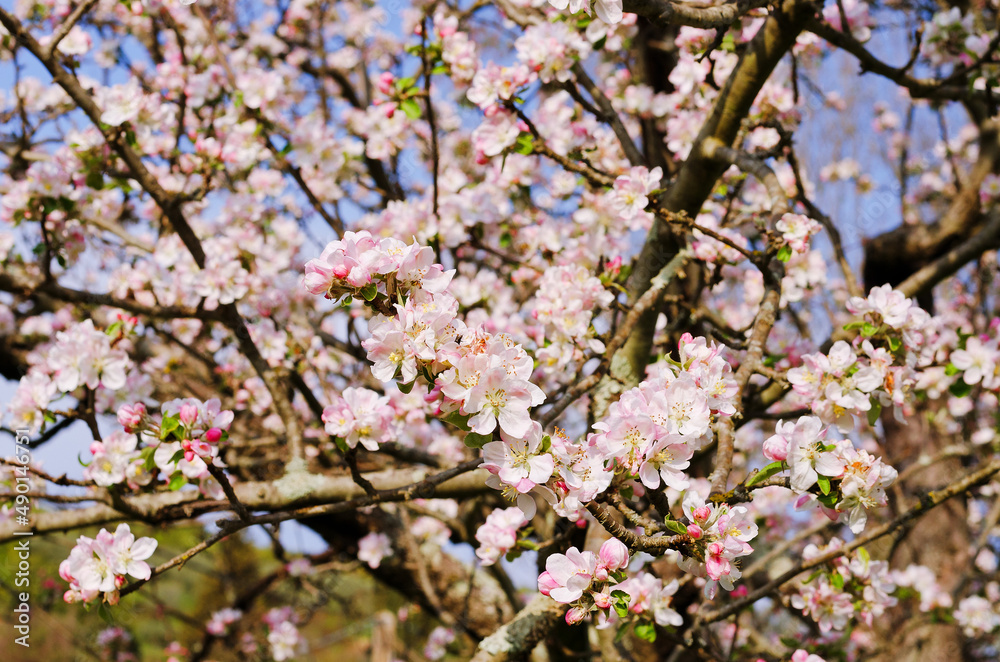 Top view of blooming pink apple tree, branch with flowers in spring. Landscape. Rural scene. Cherry tree. Natural and season backgrounds. Top view of blooming pink apple tree, branch with flowers in spring. Landscape. Rural scene. Cherry tree. Natural and season backgrounds.