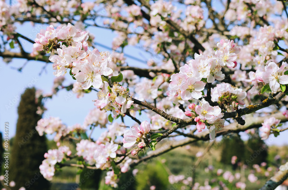 Top view of blooming pink apple tree, branch with flowers in spring. Landscape. Rural scene. Cherry tree. Natural and season backgrounds. Top view of blooming pink apple tree, branch with flowers in spring. Landscape. Rural scene. Cherry tree. Natural and season backgrounds.