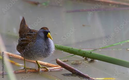 Fotografie Closeup of a Sora bird perched on a branch in a pond with a blurry background