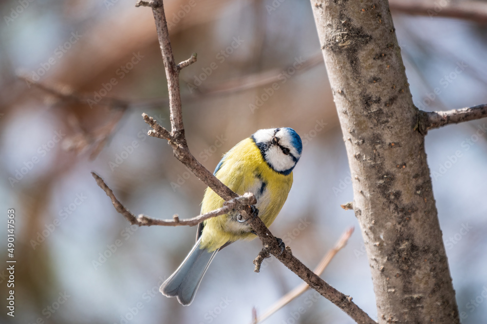 Cute bird, Eurasian blue tit, songbird sitting on a branch without leaves in early spring Cute bird, Eurasian blue tit, songbird sitting on a branch without leaves in early spring