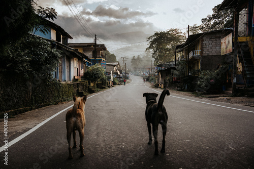 Canvas Print Back view of two dogs walking on a road in Sri Lanka