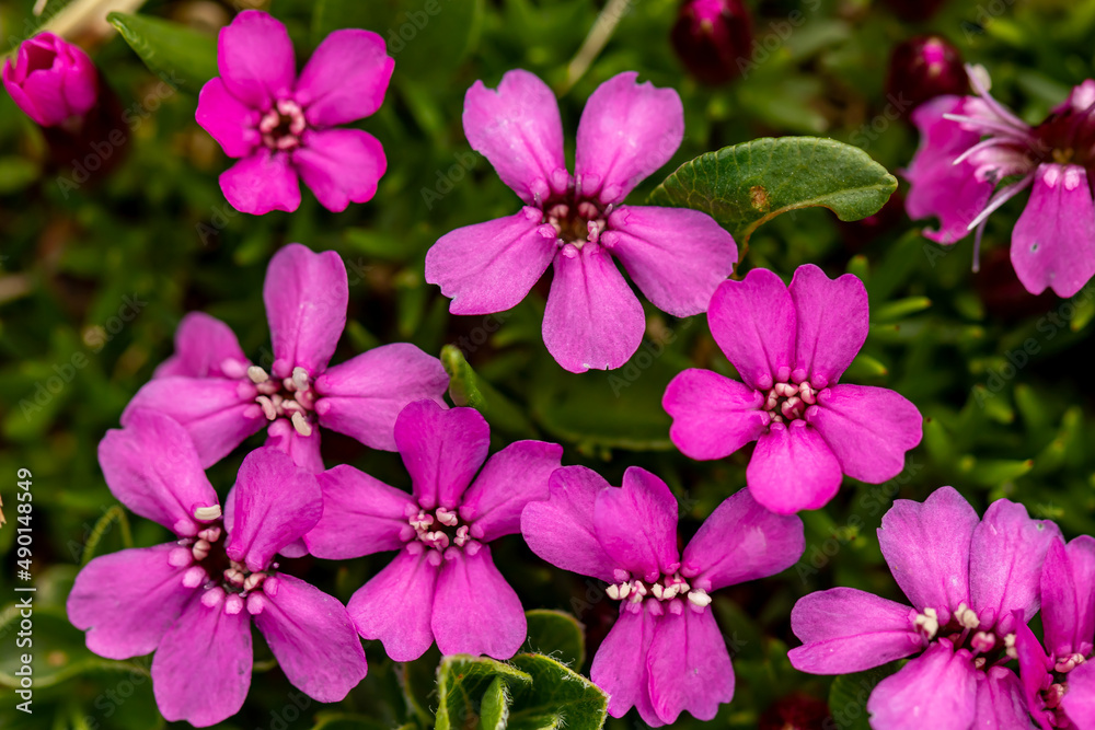 Saponaria ocymoides flower growing in mountains
