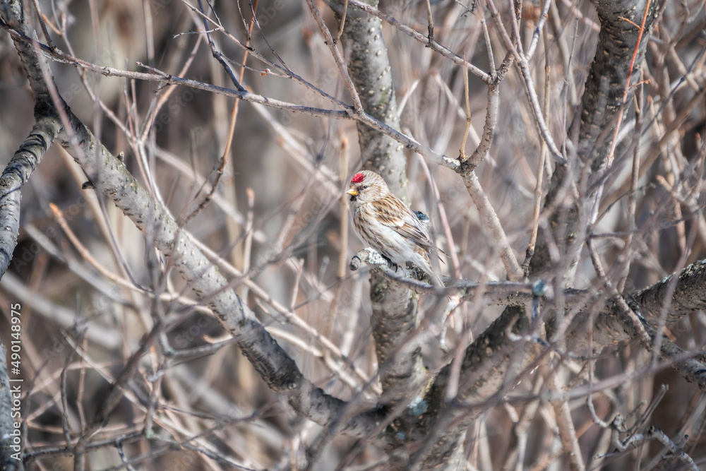 Common redpoll female, cute bird with bright red patch on its forehead sits on tree branch without leaves in winter Common redpoll female, cute bird with bright red patch on its forehead sits on tree branch without leaves in winter