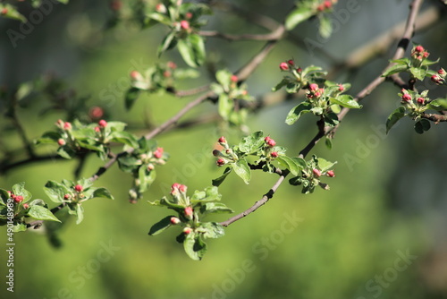 Spring flowering apple trees against the background of a blured garden. High quality photo