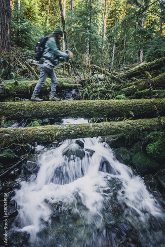 Hiker crossing a creek on a moss covered log in a temperate rainforest