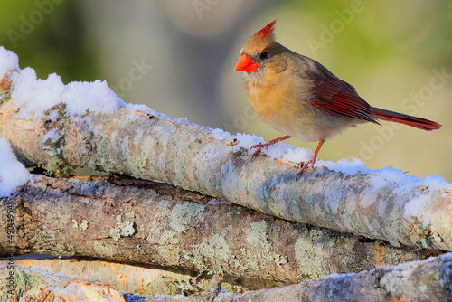 Fotografie, Obraz Closeup shot of a brown cardinal bird perching on a tree branch against a blurre