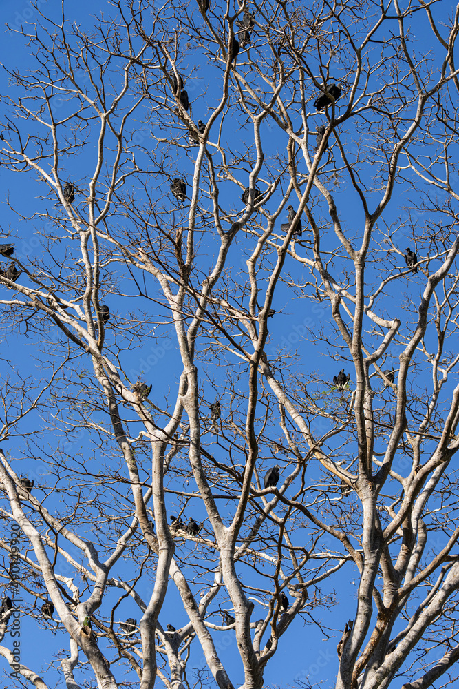 Group of vultures or Zopilote Negro perched on the tree with blue sky at the background. Group of vultures or Zopilote Negro perched on the tree with blue sky at the background.