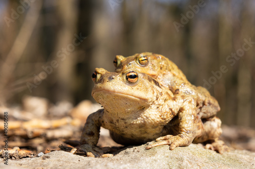 A pair of toads wandering piggyback around photo