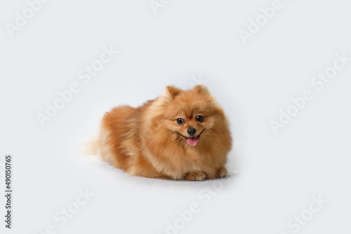 A German pomeranian lies on a light background. Photo shoot in the studio after grooming © Ihar