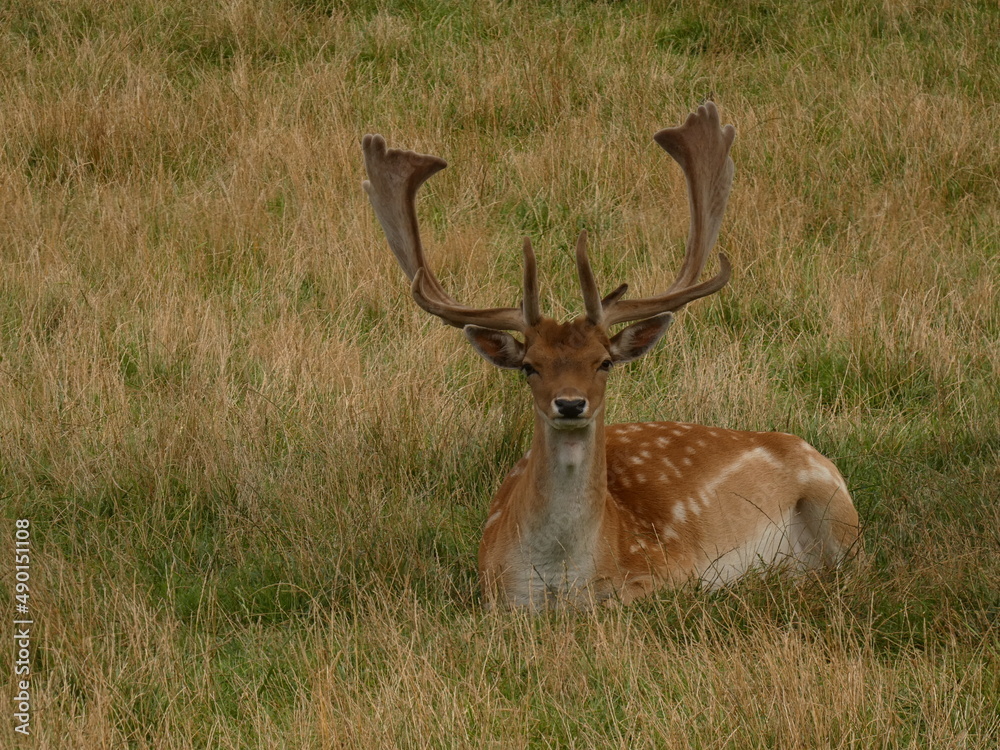 Fototapeta premium European fallow deer (Dama dama) lying in the grass, Pomorskie Province, Poland