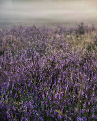 Wandcirkels Aubergine Verticale lavendelstengels in zomerveld  © Stefan Linkwitz/Wirestock