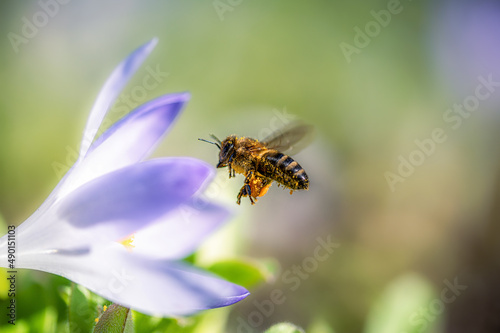 Biene voller Blütenpollen im Anflug auf eine Krokusblüte vor freigestelltem Hintergrund © Rouven