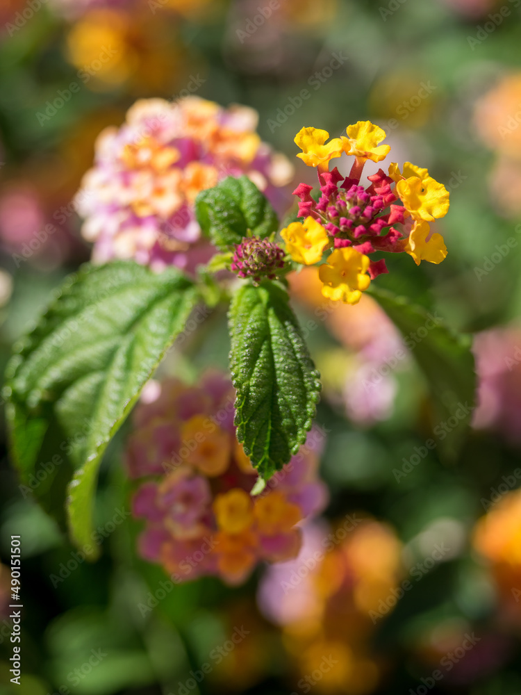 Lantana Camara Shrub flowering in Marbella Spain Lantana Camara Shrub flowering in Marbella Spain
