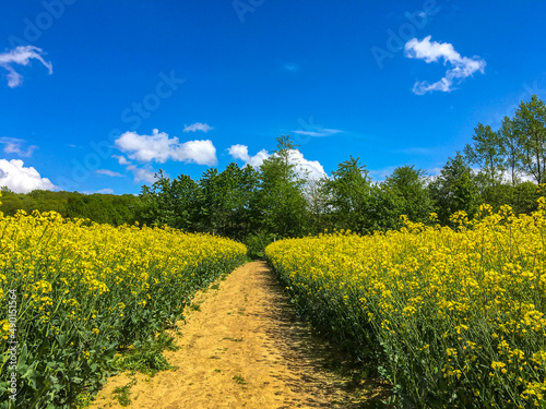 path through a field of yellow canola rapeseed flowers under a deep blue sky, Belgium, Europe