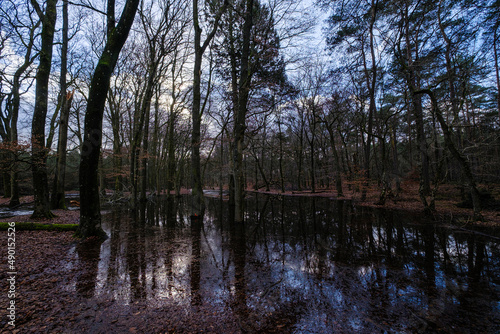 Leuvenumse bossen, Hulshortserzand photo