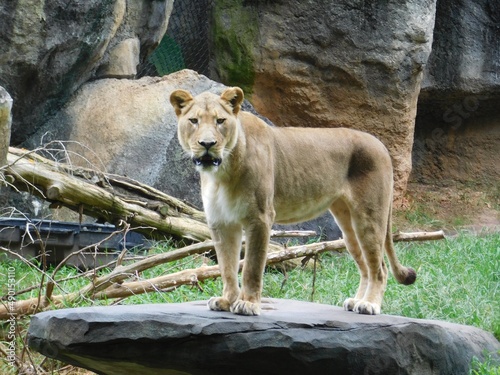 Lioness