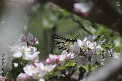 Closeup of tiny butterfly sitting on white acantholimon flowers blooming among green needle plants photo