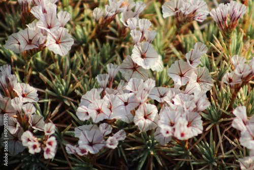 Closeup of tiny white acantholimon flowers blooming among green needle plants photo